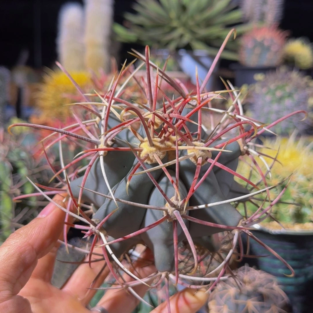 冠龙江守玉狂刺大福利