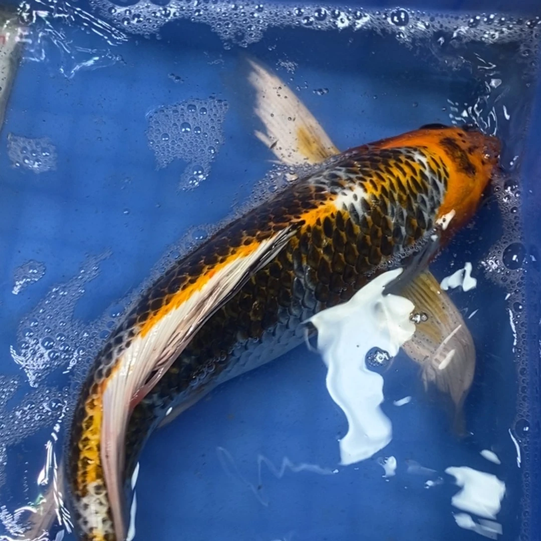 锦鲤冷水锦鲤包邮