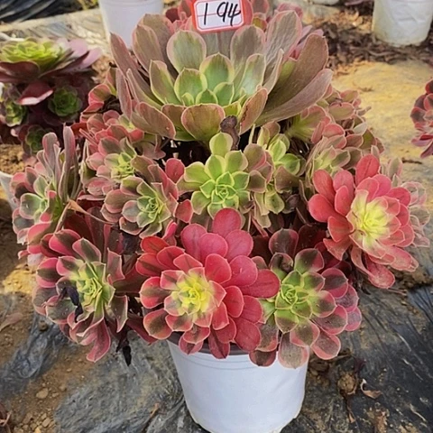 爱神老桩苹捧花194号