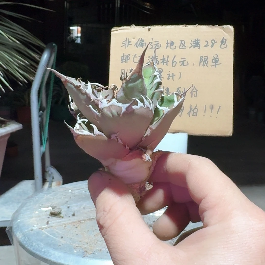 完全开放凯撒仁王冠龙舌兰