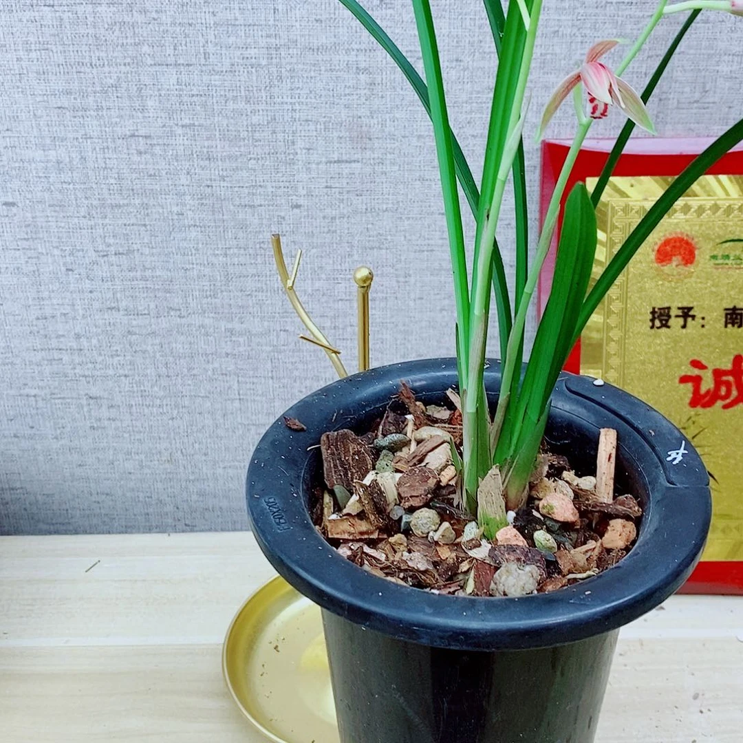 当前无花栽培后可以开花半