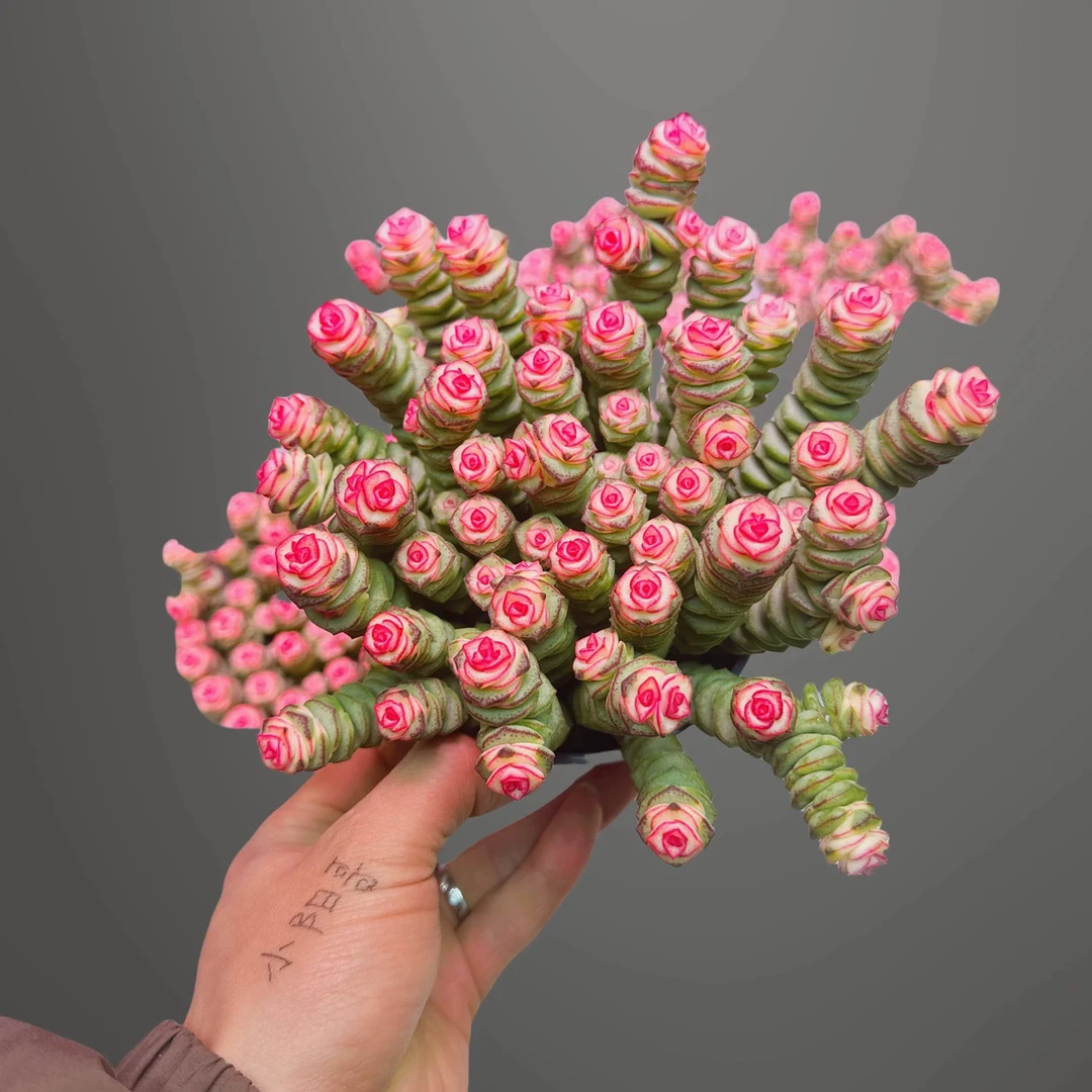 室内好养的钱串多肉植物大盆栽净化空气懒人必备