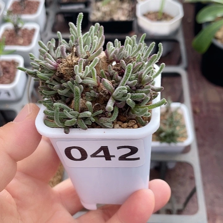 042天赐块根植物，