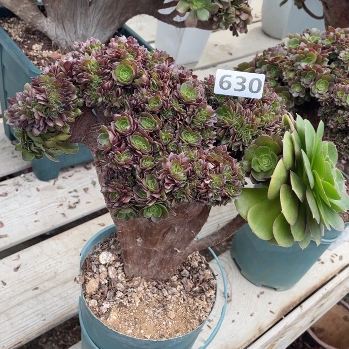 多肉的大肉都要长胖一点儿