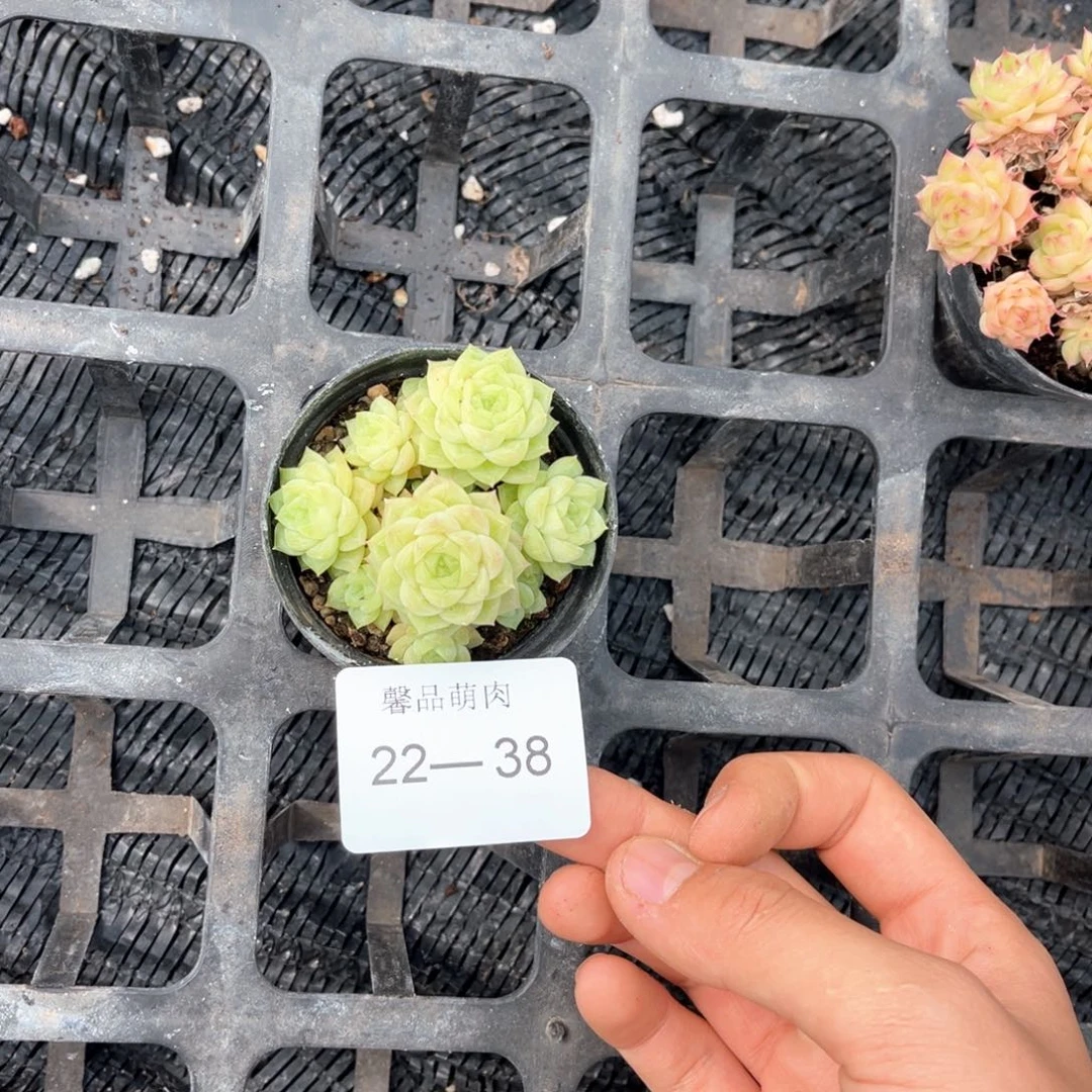 右7一物一拍22-38