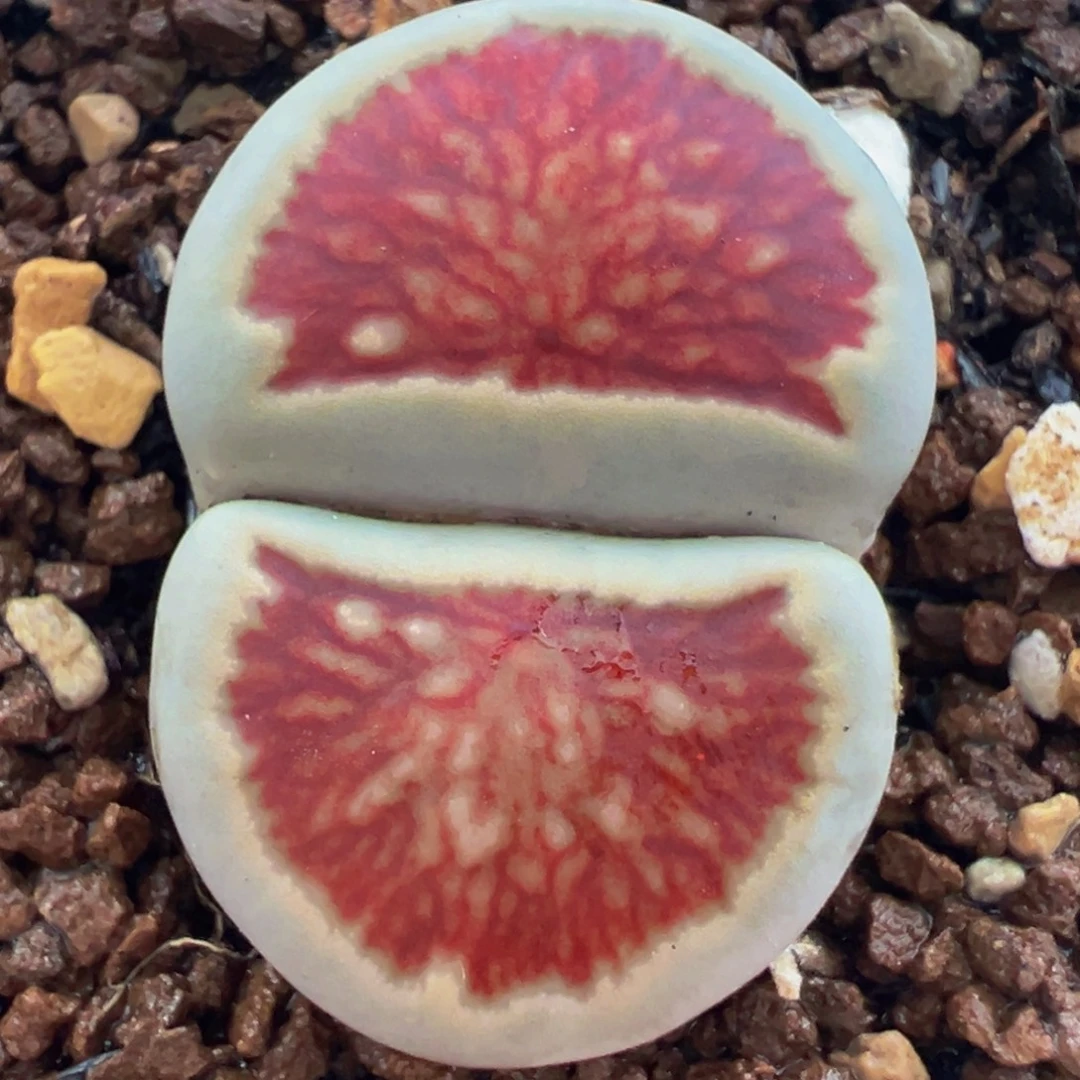 島田红窗菊多肉植物带盆