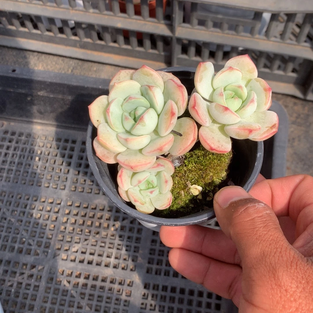 清政府就不应为他们考虑