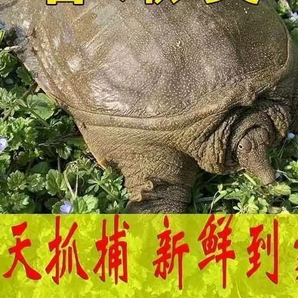 鲜活外塘甲鱼生猛散养生态老鳖可用于火锅煲汤食用