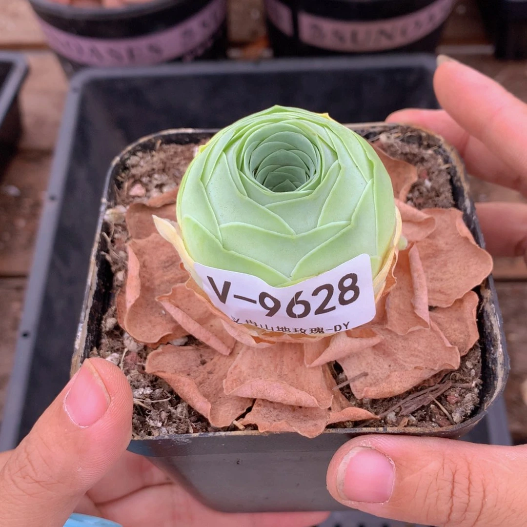 9628帝皇包水蜜桃