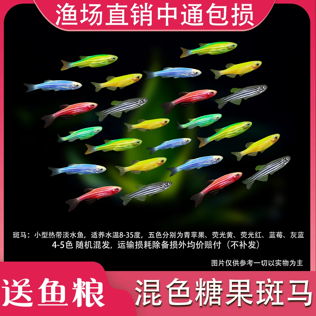【糖果斑马】好养耐活淡水鱼冷水热带路损均价赔付小型观赏鱼
