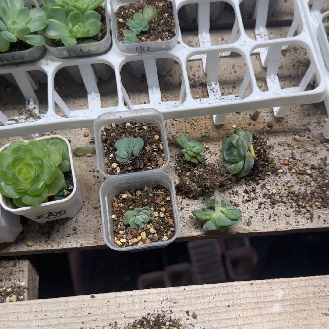 芬***h风X6/风X5/ M30/ C35/ c62 ／优播种