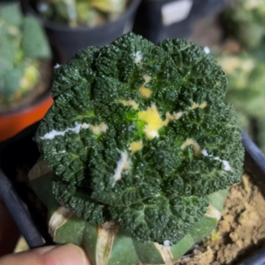 无花朵福利大尤菜花牡丹100