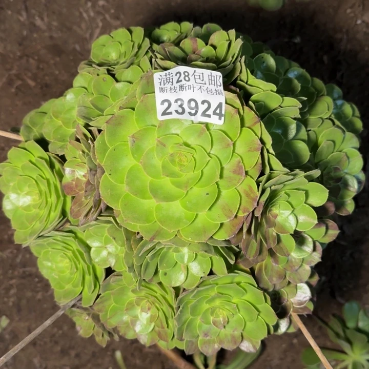 23924花月夜多肉植物
