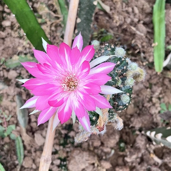 丽花綩纱歪侧牙3公分满18元包邮