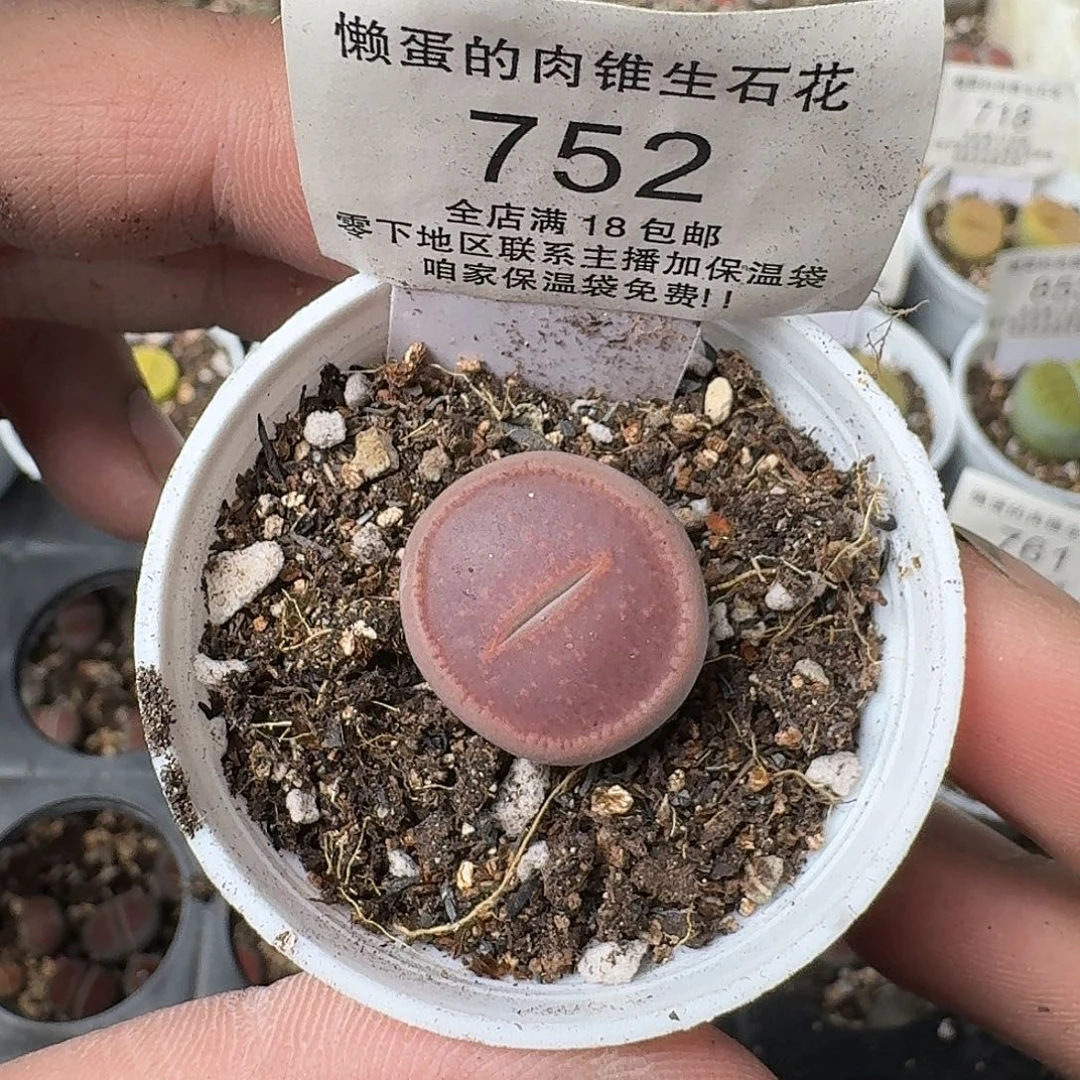 752 盆口5公分满18包邮