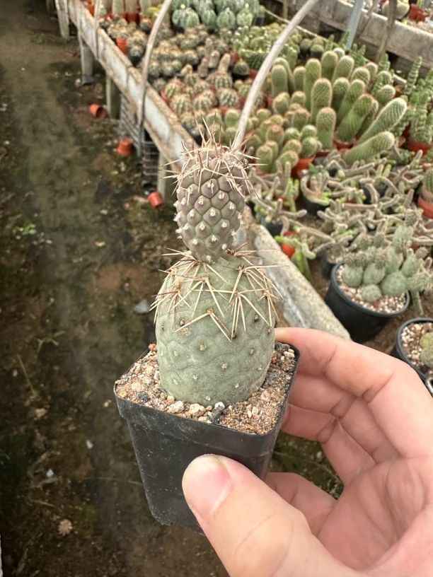 仙人球直播综合链接习自野