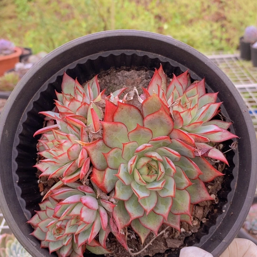 702宝莲灯一物一拍