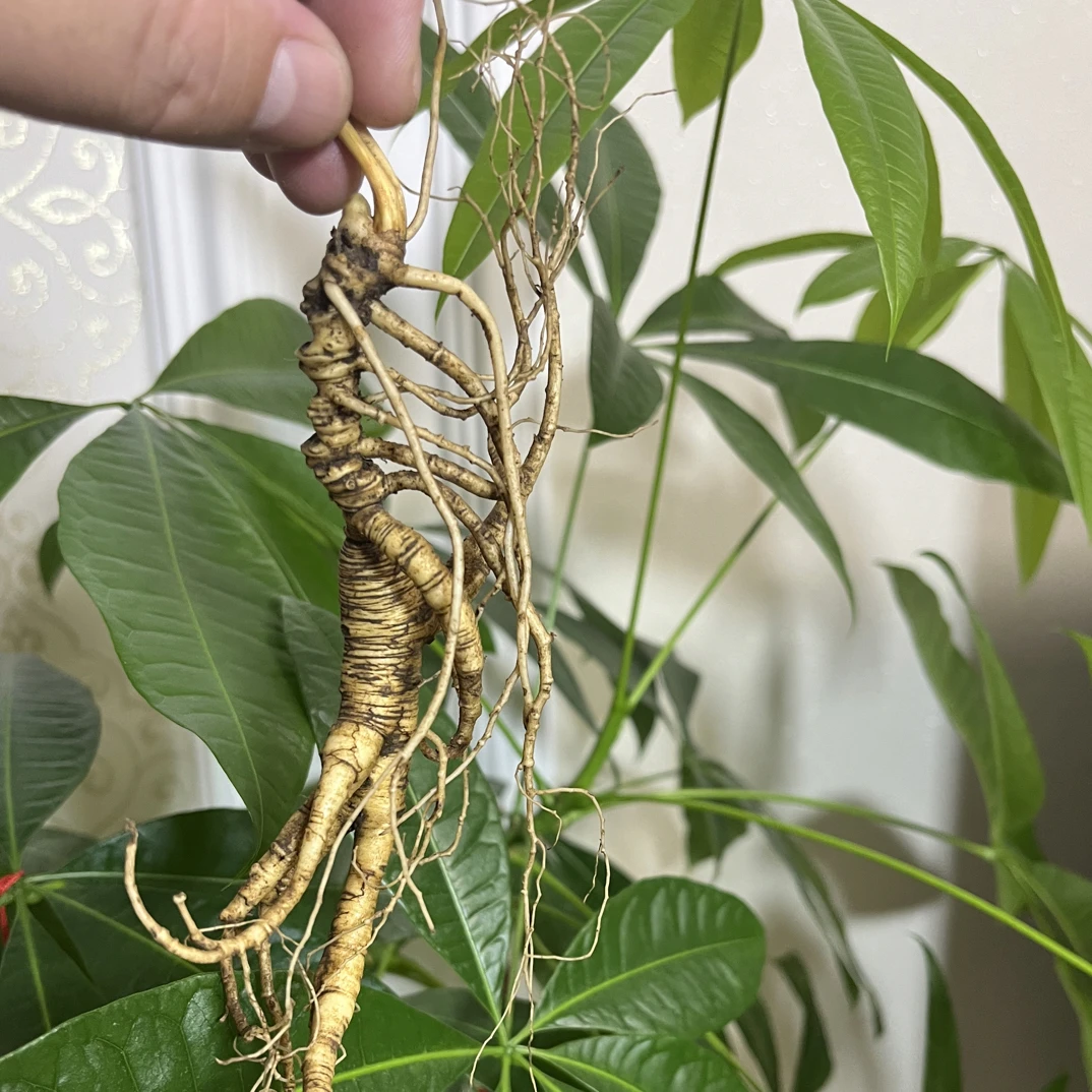 长白山鲜林下参整枝老参可用于泡酒煲汤