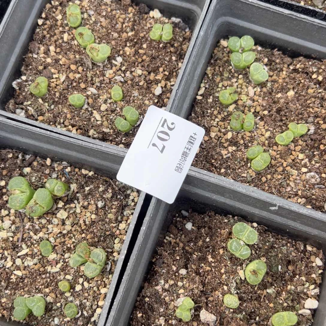 【闪购商品】207 年终收官 脱土绿泡泡