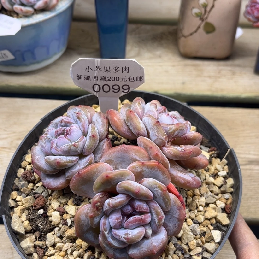 绿底紫心099/11cm3头