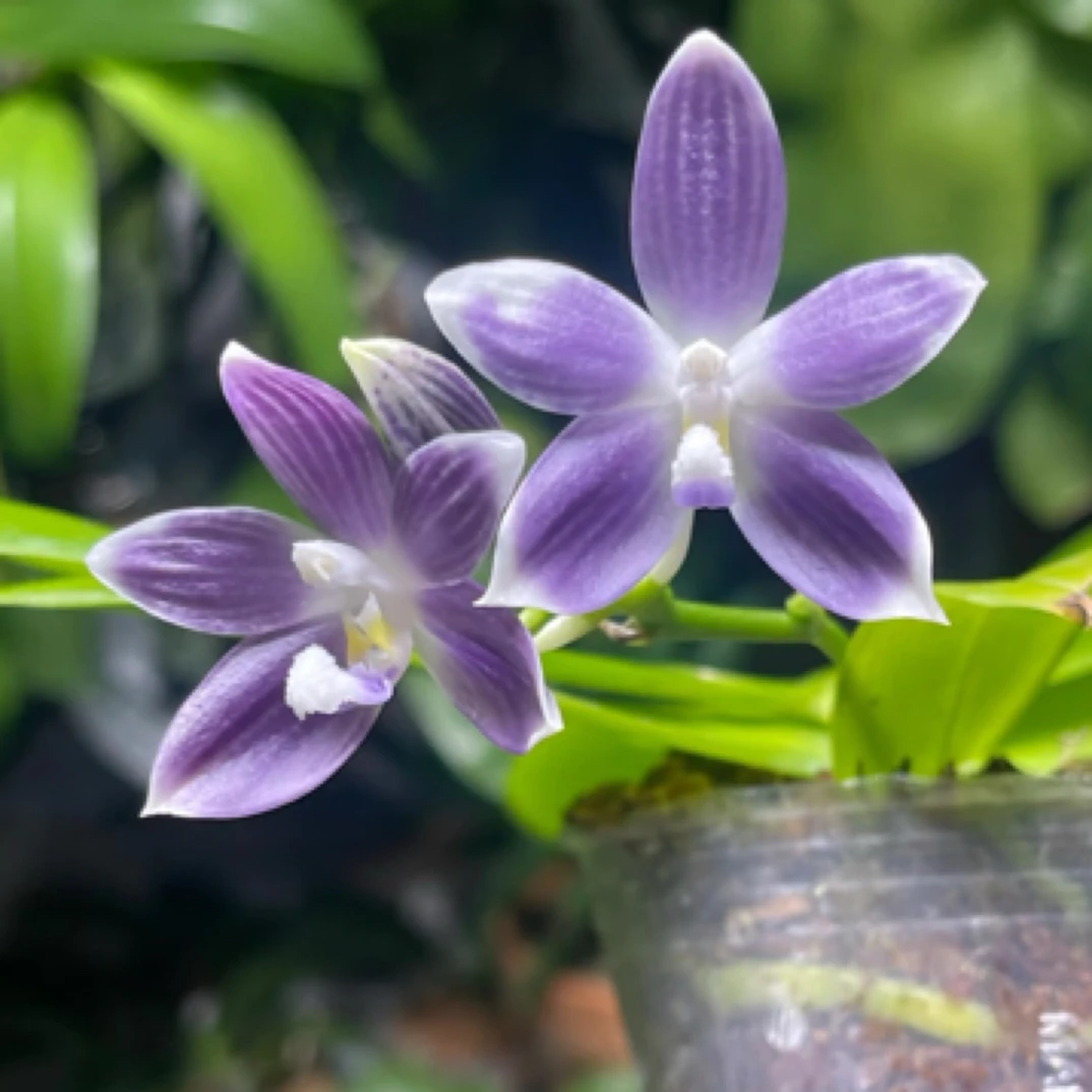 蝴蝶兰蓝盾原生苗1.7寸杯宝宝苗，嫌小勿拍