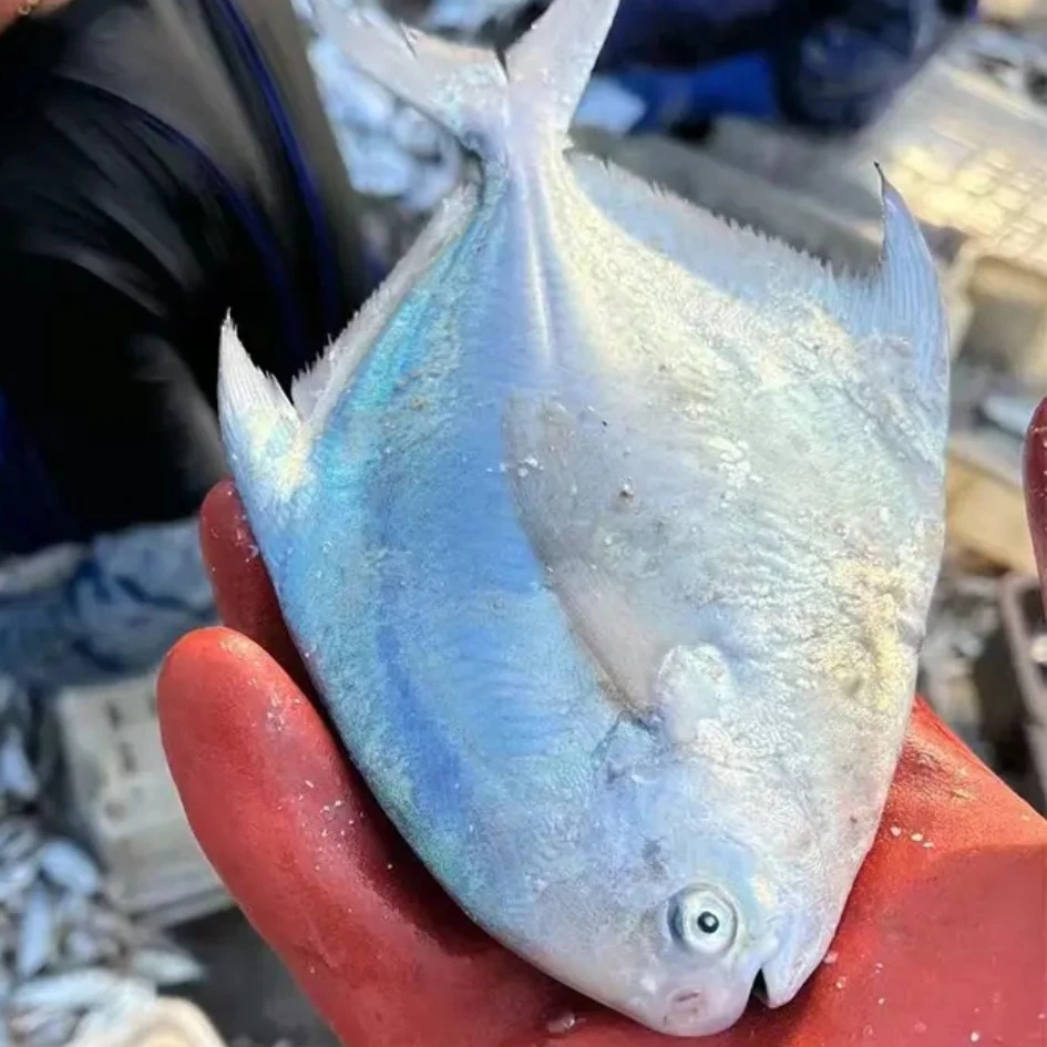 深海《银鲳鱼》五斤