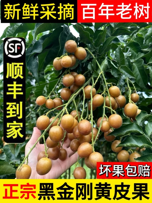 （顺丰冷链包邮）产地直发广西黑金刚黄皮酸甜多汁应季水果