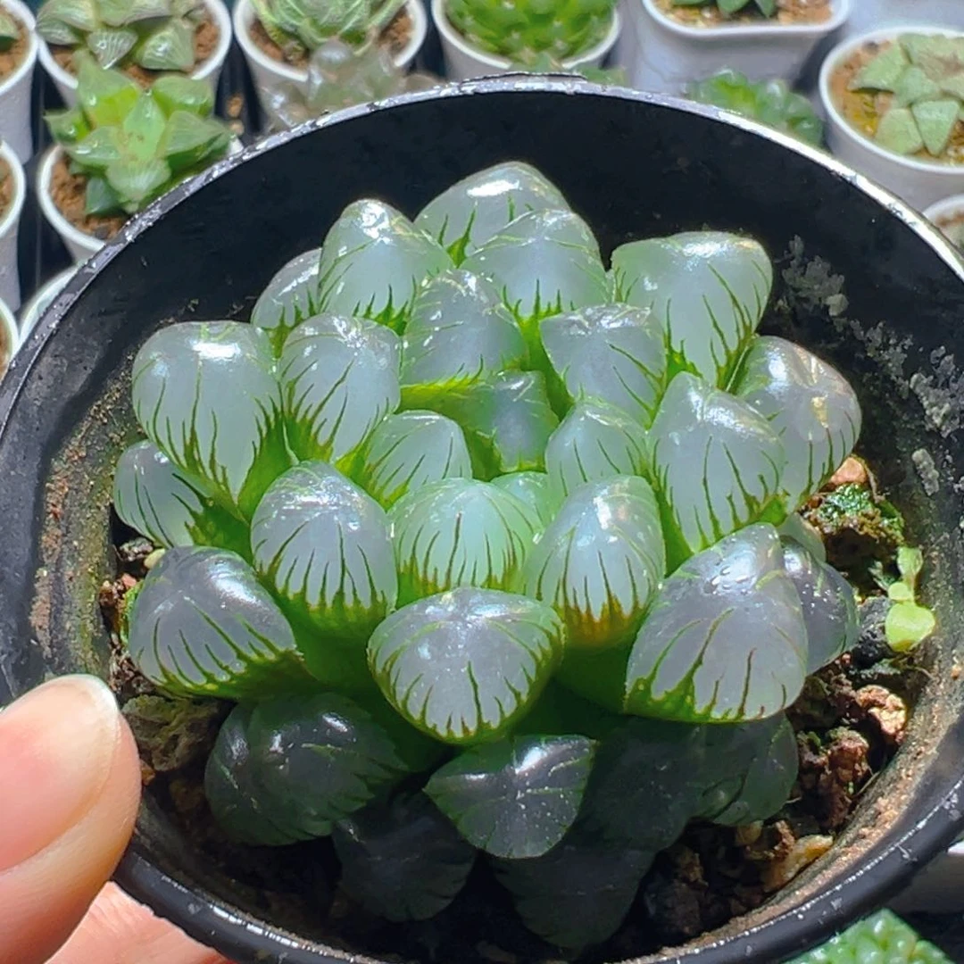 万象盆冰灯玉露多肉