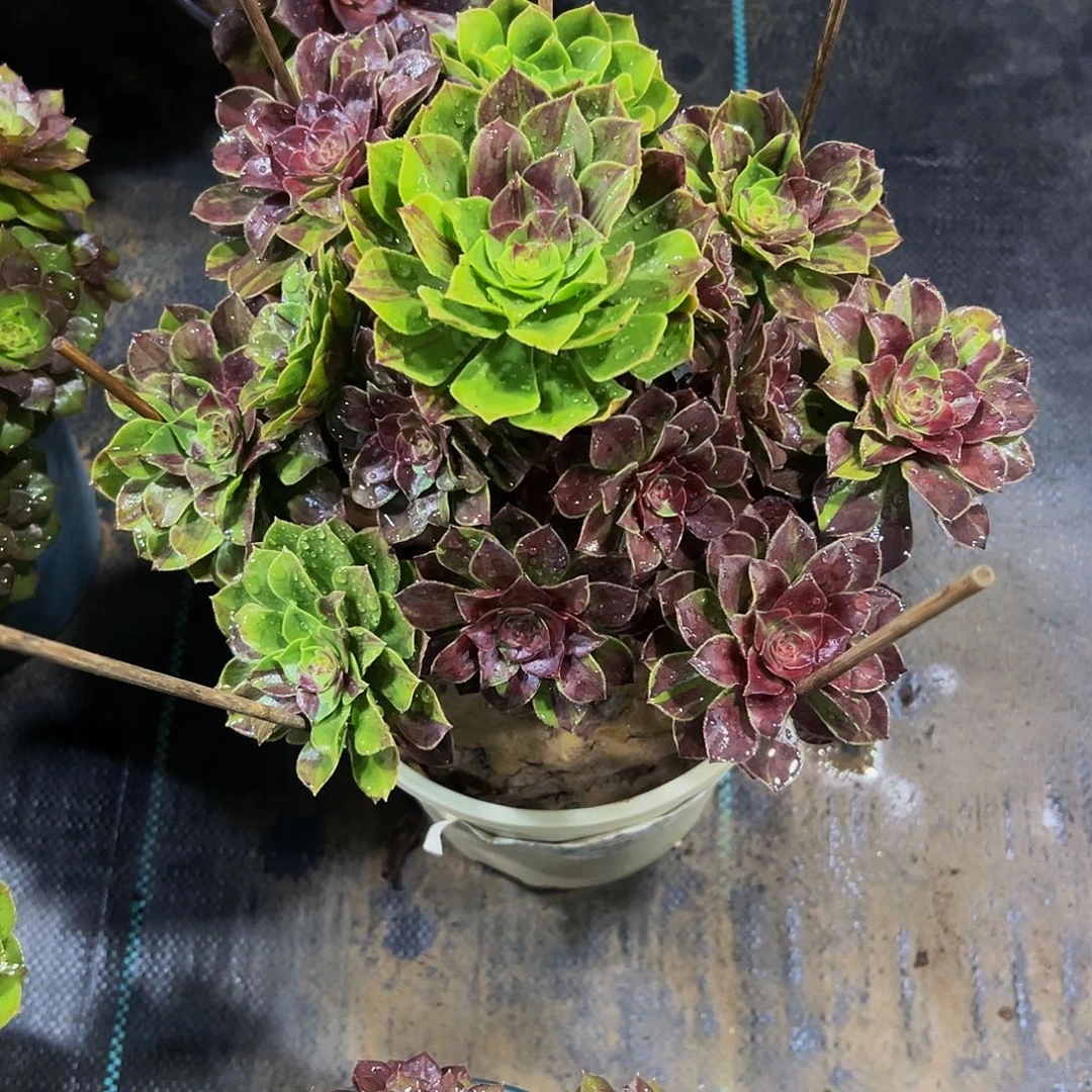 老庄花月夜法师28.8