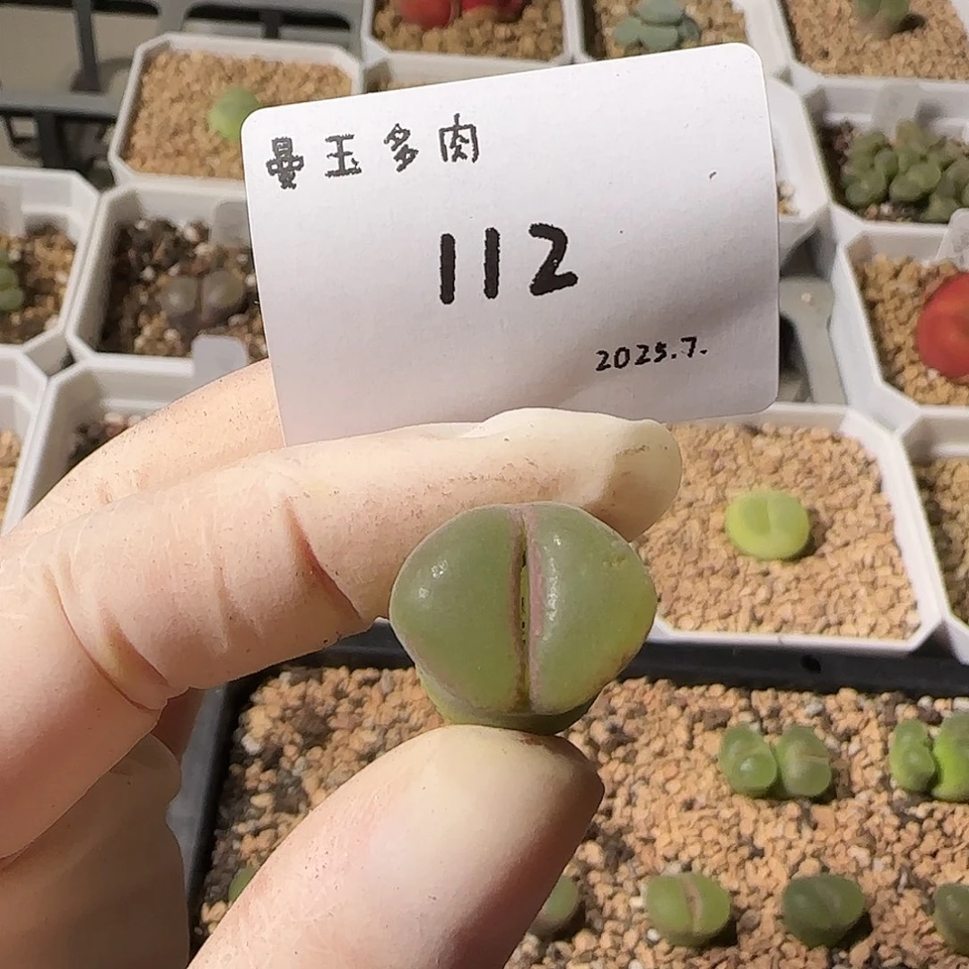 我***名多肉多肉多肉7.25-112
