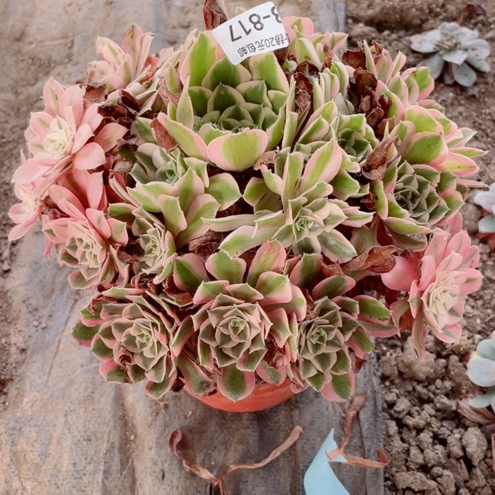 817男神多肉123457