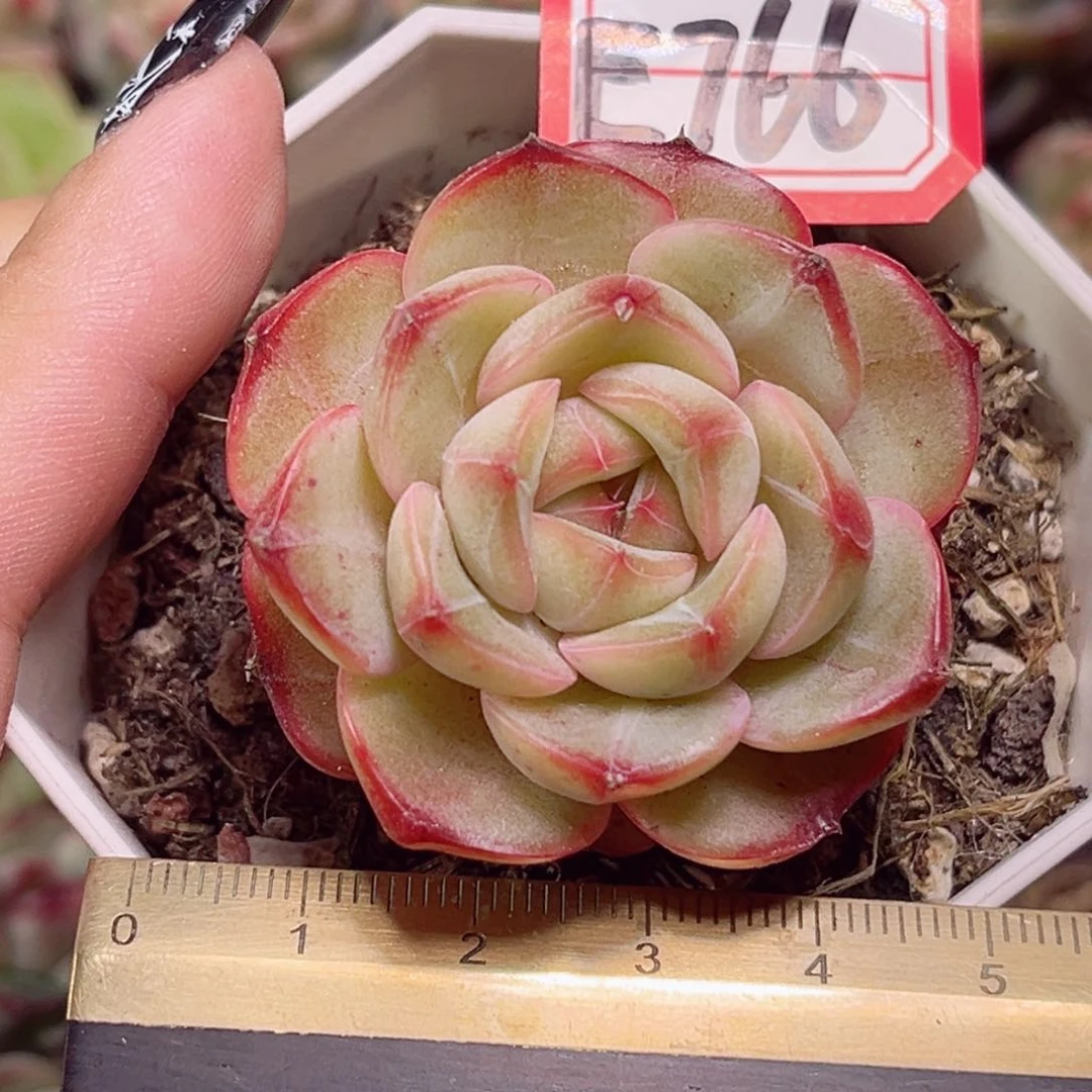 E766一物一拍 宝莲灯