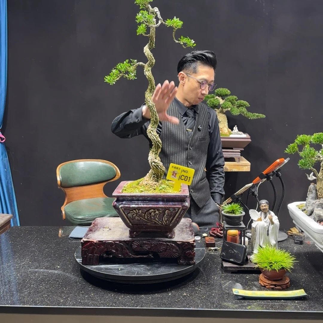 以实际为准黄杨室内室外盆景艺术
