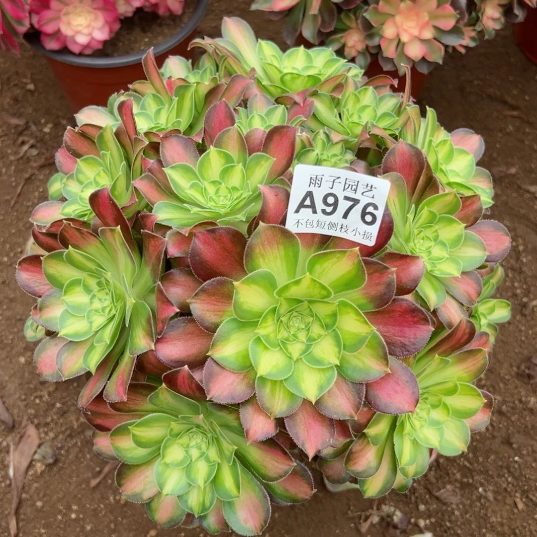 976昭华尺寸28左右