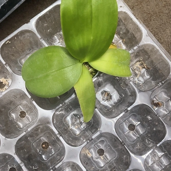 当前无花栽培后可以开花不**菜黑鹰1.7