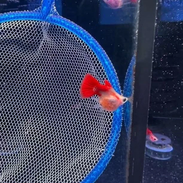 红礼服玻璃球,折扇玻璃球,越系红礼服玻璃球孔雀鱼淡水鱼观赏鱼