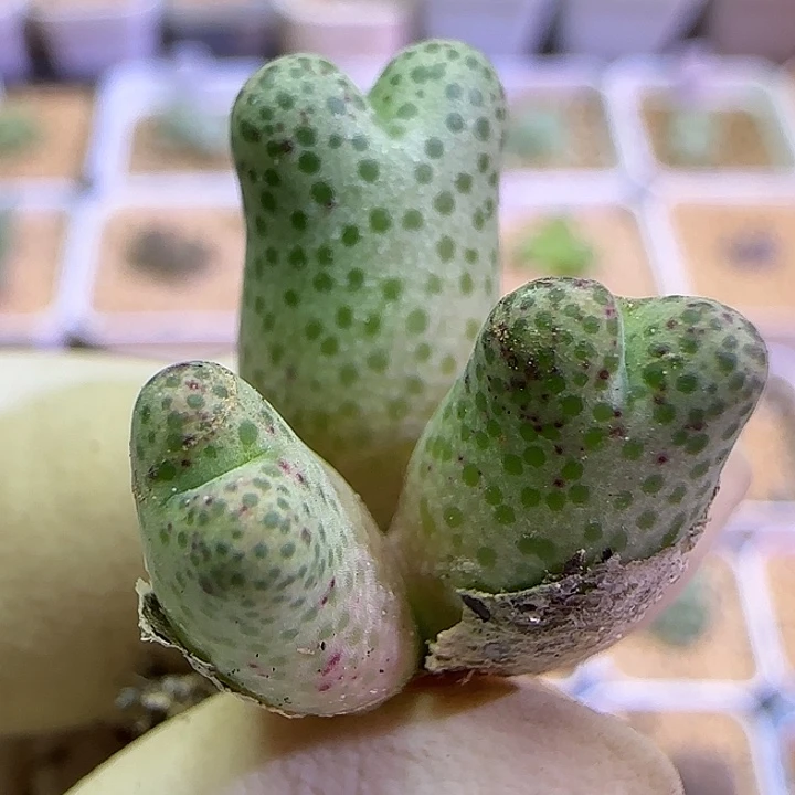 h***h054园艺优选红斑马955