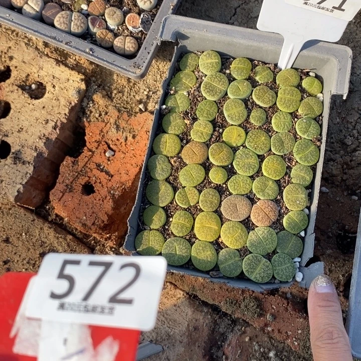 T***乖生石花等植物的生长571