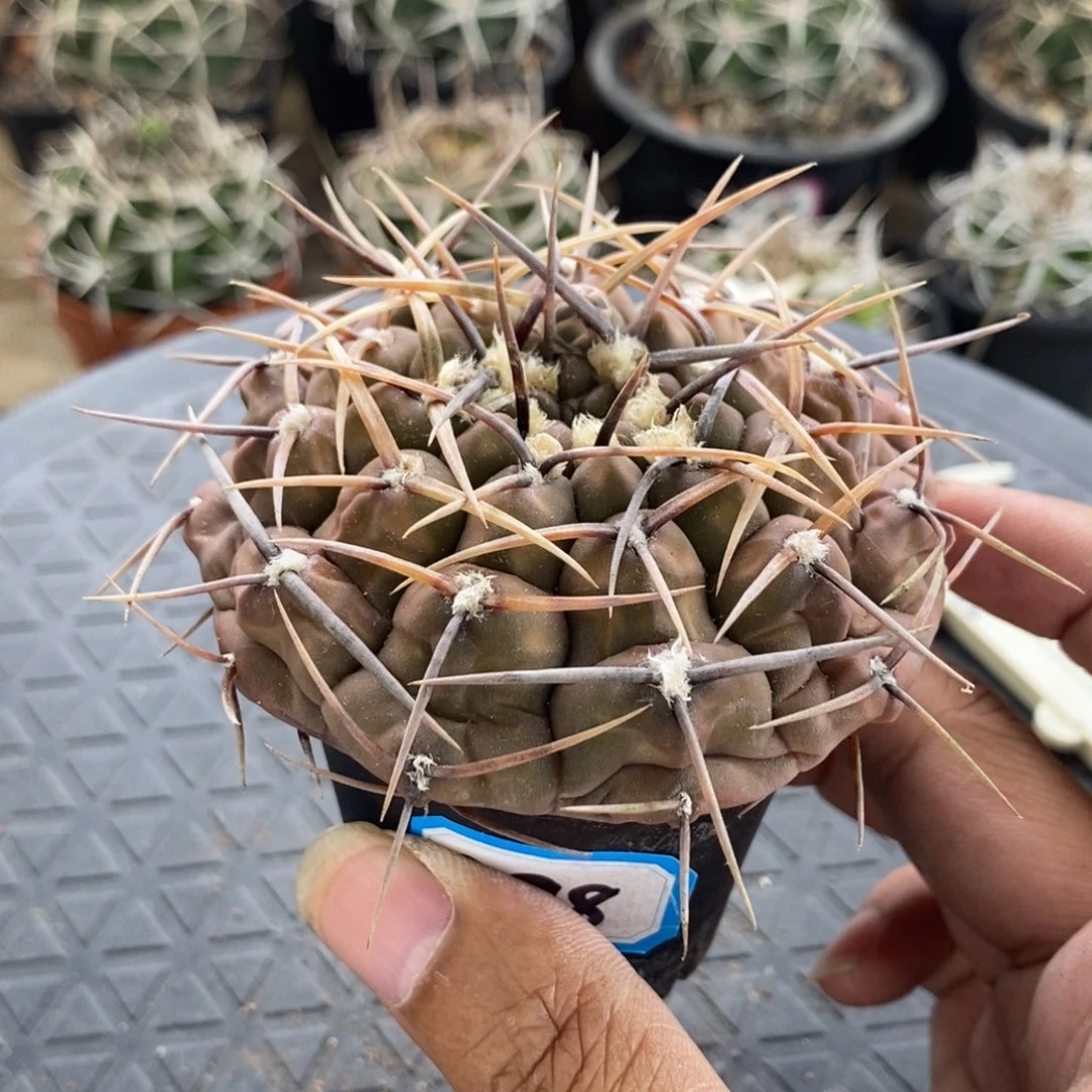 植播园艺控养三刺玉