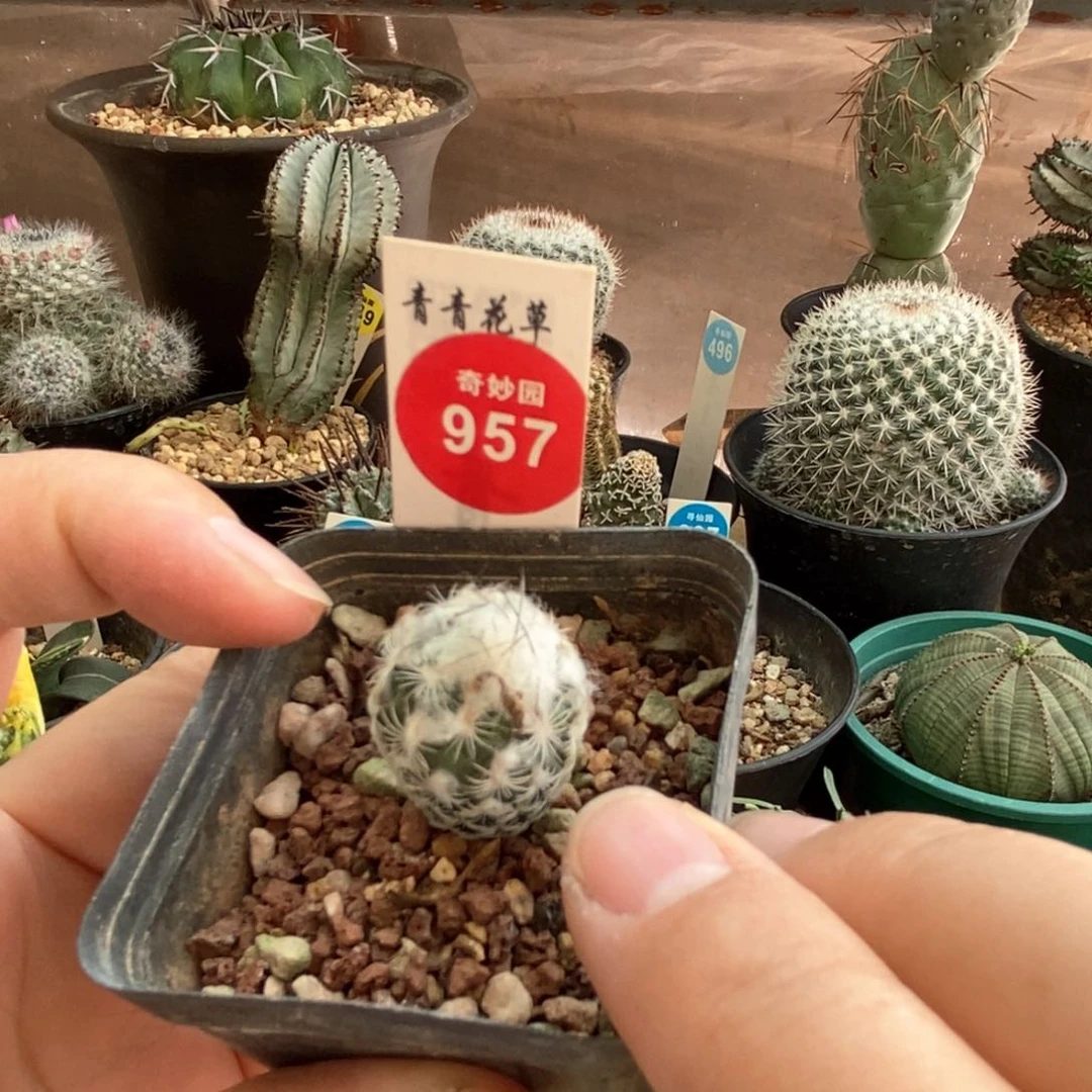 实生多毛迪克森娇丽一颗仙人球