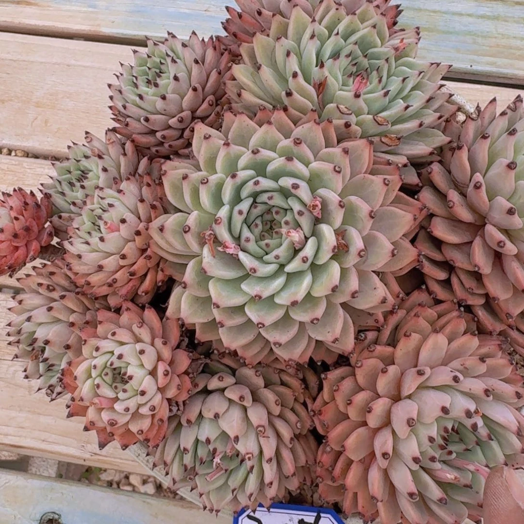 7-156原始绿爪凡艺多肉