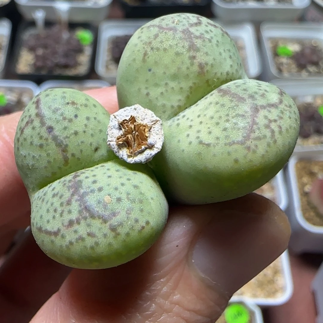 巨无霸杂交多肉植物163