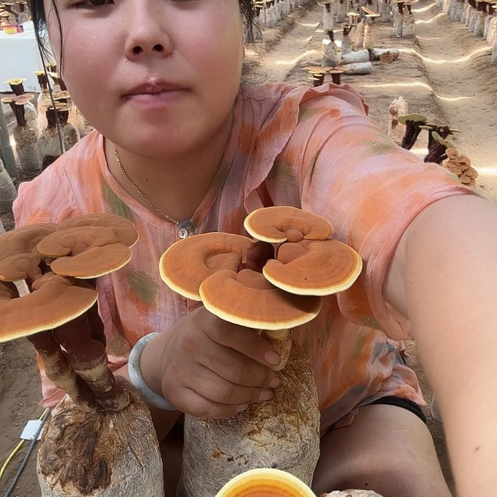 有机玻璃皓*月灵芝孢子粉和