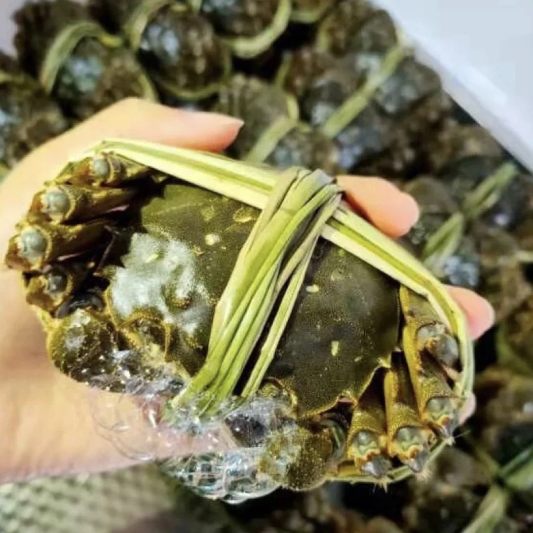 「洪泽湖活蟹」全母蟹2點1-1點8两10只装 8只装 礼盒装顺丰包邮