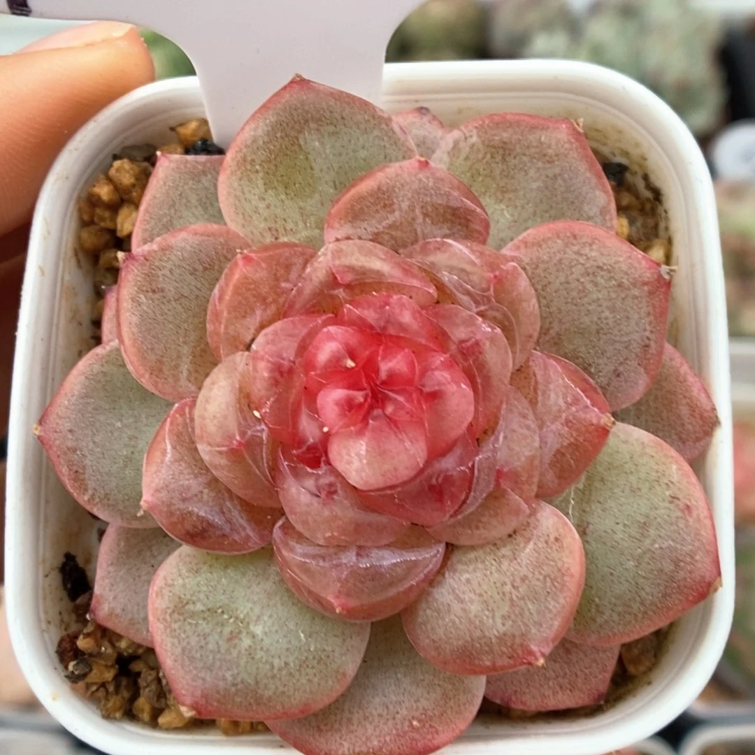 新品甜心可拍935号。