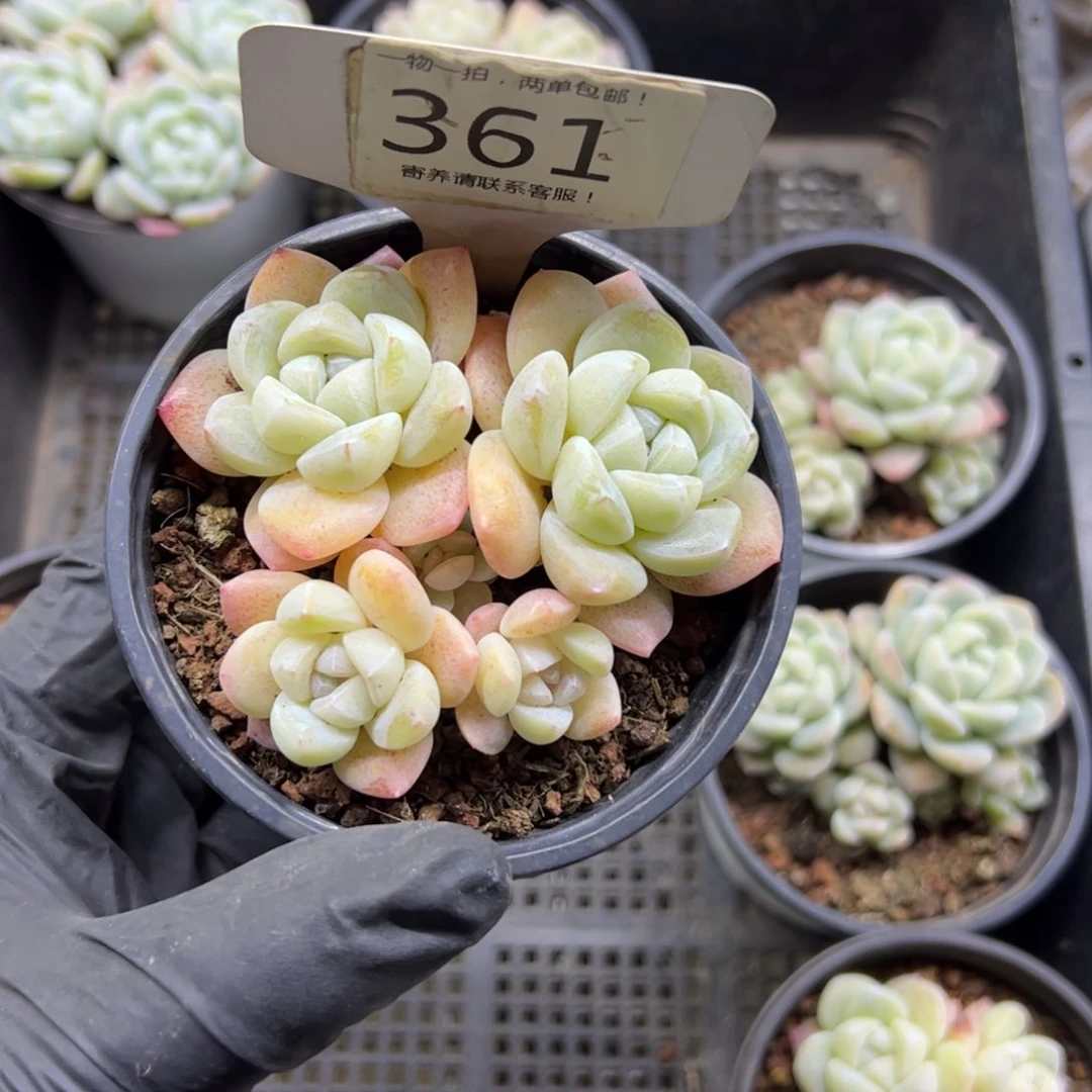红陶你***了361号多肉植物