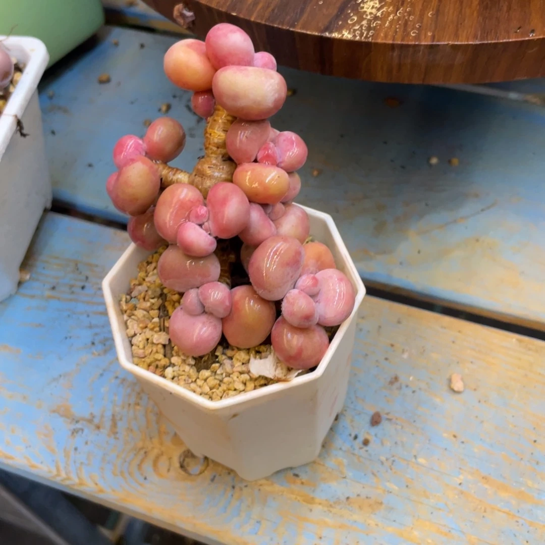 丫*多肉老桩漂亮