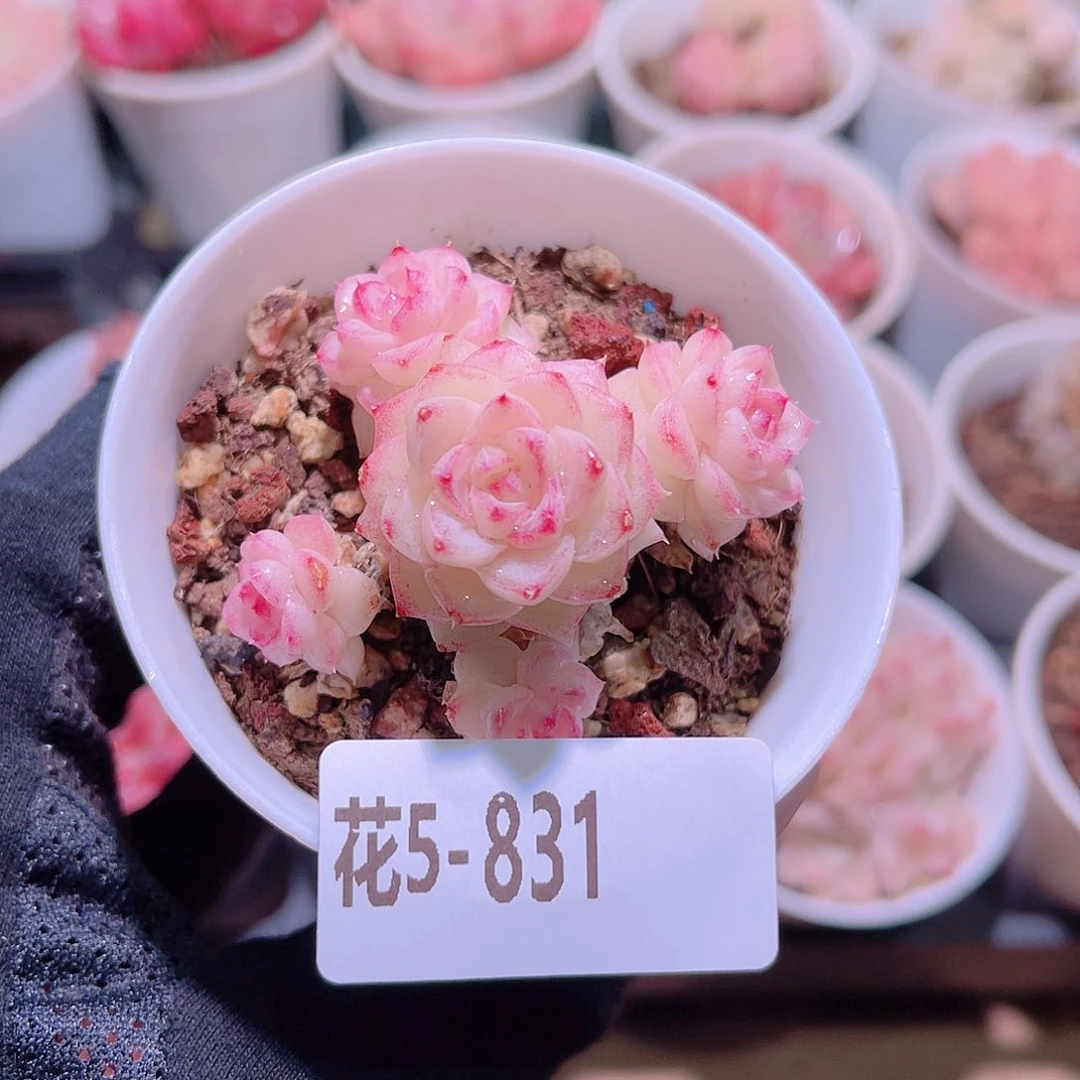 花利美5-831白天鹅