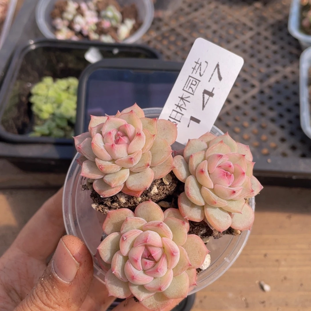多肉植物多肉植物147