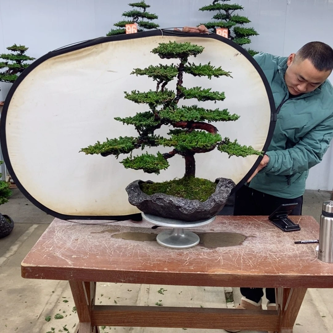 以实际为准珍珠柏盆景